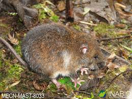 Attēlu rezultāti vaicājumam “Cricetidae”