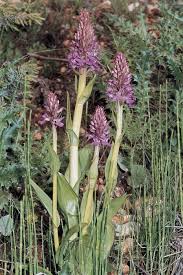 Attēlu rezultāti vaicājumam “Dactylorhiza ochroleuca leaf”