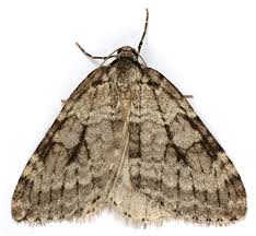 Attēlu rezultāti vaicājumam “Epirranthis diversata imago”