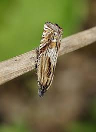 Attēlu rezultāti vaicājumam “Griselda ustomaculana”