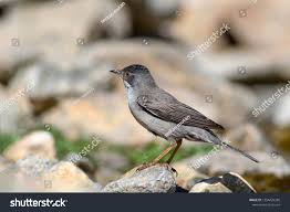 Image result for Sylvia rueppelli