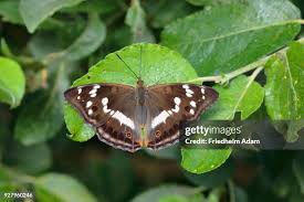Attēlu rezultāti vaicājumam “Apatura iris female”