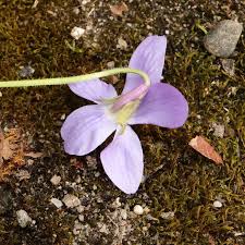 Attēlu rezultāti vaicājumam “Viola hirta”