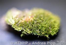 Attēlu rezultāti vaicājumam “Dicranum montanum sporophyte”