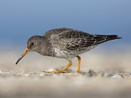 Attēlu rezultāti vaicājumam “Calidris maritima adult”