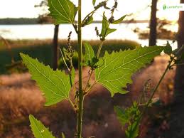 Attēlu rezultāti vaicājumam “Atriplex calotheca flower”