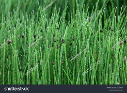 Attēlu rezultāti vaicājumam “Equisetum variegatum”