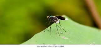 Attēlu rezultāti vaicājumam “Dolichopodidae”