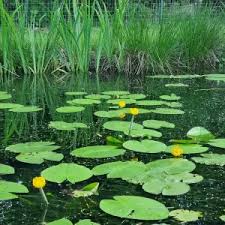 Attēlu rezultāti vaicājumam “Nuphar lutea leaf”