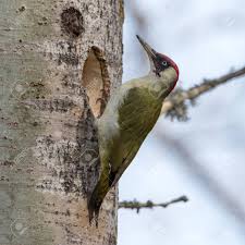 Attēlu rezultāti vaicājumam “Picus viridis nest”