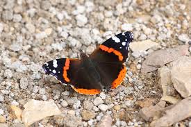 Attēlu rezultāti vaicājumam “Vanessa atalanta underside”
