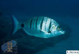 Image result for Diplodus puntazzo