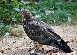 Attēlu rezultāti vaicājumam “Pernis apivorus”