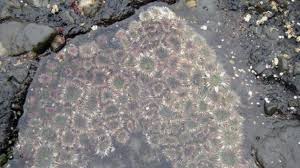 Attēlu rezultāti vaicājumam “Anemone”