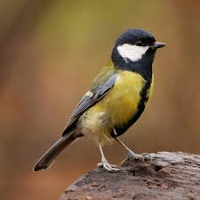 Attēlu rezultāti vaicājumam “Parus major female”