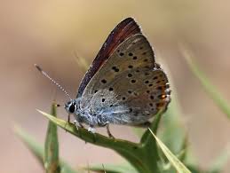 Attēlu rezultāti vaicājumam “Lycaena alciphron”