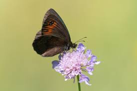 Attēlu rezultāti vaicājumam “Erebia aethiops upperside”