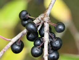 Attēlu rezultāti vaicājumam “Rhamnus cathartica fruit”