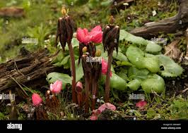 Attēlu rezultāti vaicājumam “Podophyllum hexandrum flower”