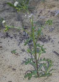 Attēlu rezultāti vaicājumam “Senecio vulgaris leaf”