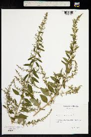 Attēlu rezultāti vaicājumam “Chenopodium polyspermum var. acutifolium”