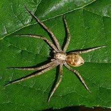 Attēlu rezultāti vaicājumam “Philodromus sp.”