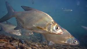 Image result for Abramis brama