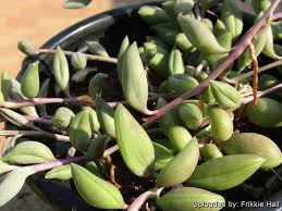 Attēlu rezultāti vaicājumam “Senecio”