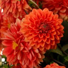 Image result for Dahlia hybrid.