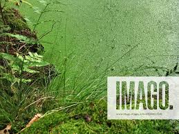 Attēlu rezultāti vaicājumam “Closterotomus biclavatus imago”