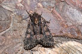 Attēlu rezultāti vaicājumam “Mniotype satura”