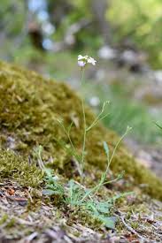 Attēlu rezultāti vaicājumam “Cardaminopsis arenosa”