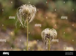 Attēlu rezultāti vaicājumam “Clematis fruit”