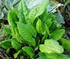 Attēlu rezultāti vaicājumam “Rumex acetosa”