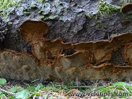Attēlu rezultāti vaicājumam “Phellinus chrysoloma”
