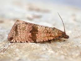 Attēlu rezultāti vaicājumam “Celypha striana”