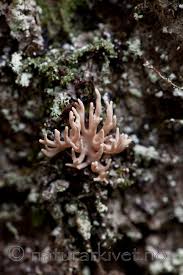 Attēlu rezultāti vaicājumam “Lentaria”