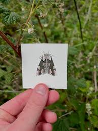 Attēlu rezultāti vaicājumam “Thyatira batis”