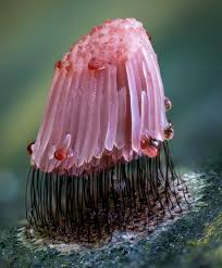 Attēlu rezultāti vaicājumam “Stemonitis fusca plasmodium”