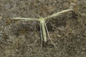 Attēlu rezultāti vaicājumam “Adaina microdactyla”