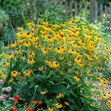 Image result for Rudbeckia