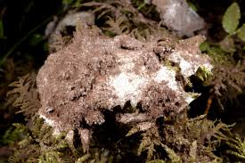 Attēlu rezultāti vaicājumam “Nectriopsis violacea”
