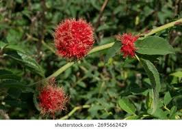 Attēlu rezultāti vaicājumam “Diplolepis bicolor”