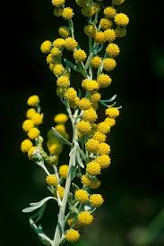 Image result for Artemisia absinthium