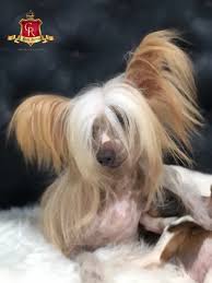 Image result for Co de Crista Chins