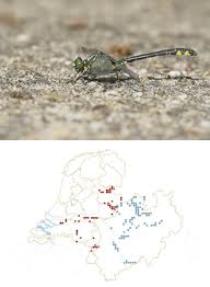 Attēlu rezultāti vaicājumam “Gomphus vulgatissimus”