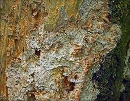 Attēlu rezultāti vaicājumam “Skeletocutis odora”