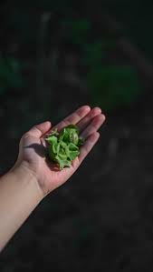 「柿の木利江」の画像検索結果