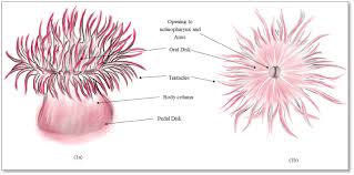 Image result for sea Anemone