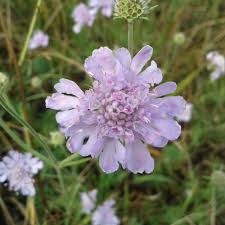 Image result for Scabiosa canescens